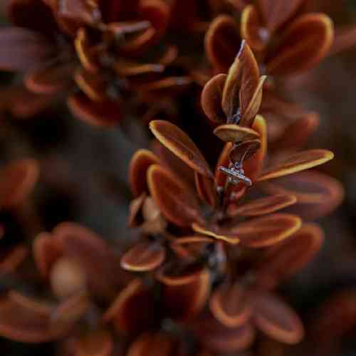 علی عابدی مو غریبوم غریب این دیاروم طاقت دوری